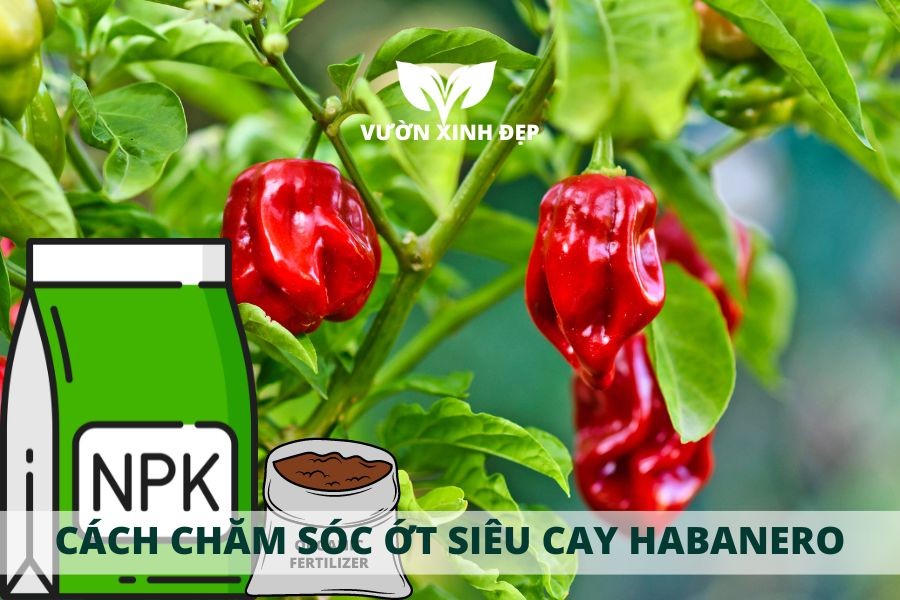 cach cham soc ot sieu cay habanero