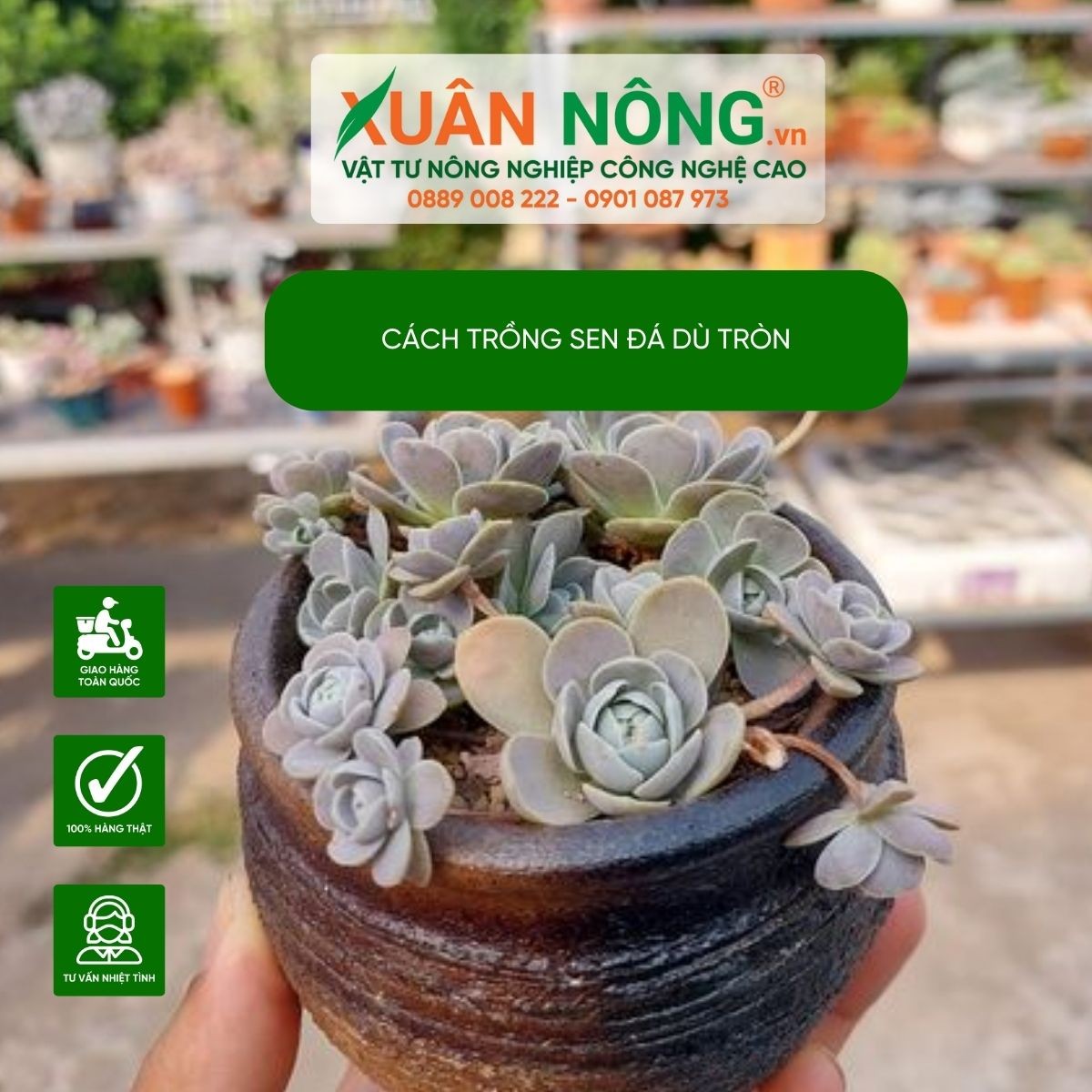 Chậu sen đá Dù Tròn đang phát triển tốt, minh họa cách chăm sóc sen đá dù tròn