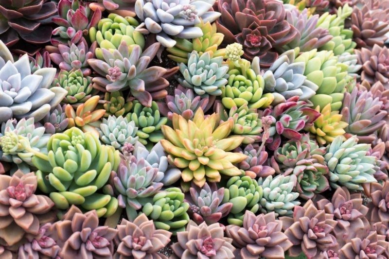 Để sen đá ở nơi thoáng mát giúp lá khô nhanh sau khi tưới