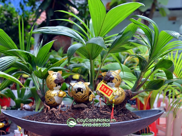Chăm sóc và duy trì dáng cho tiểu cảnh cây dừa bonsai
