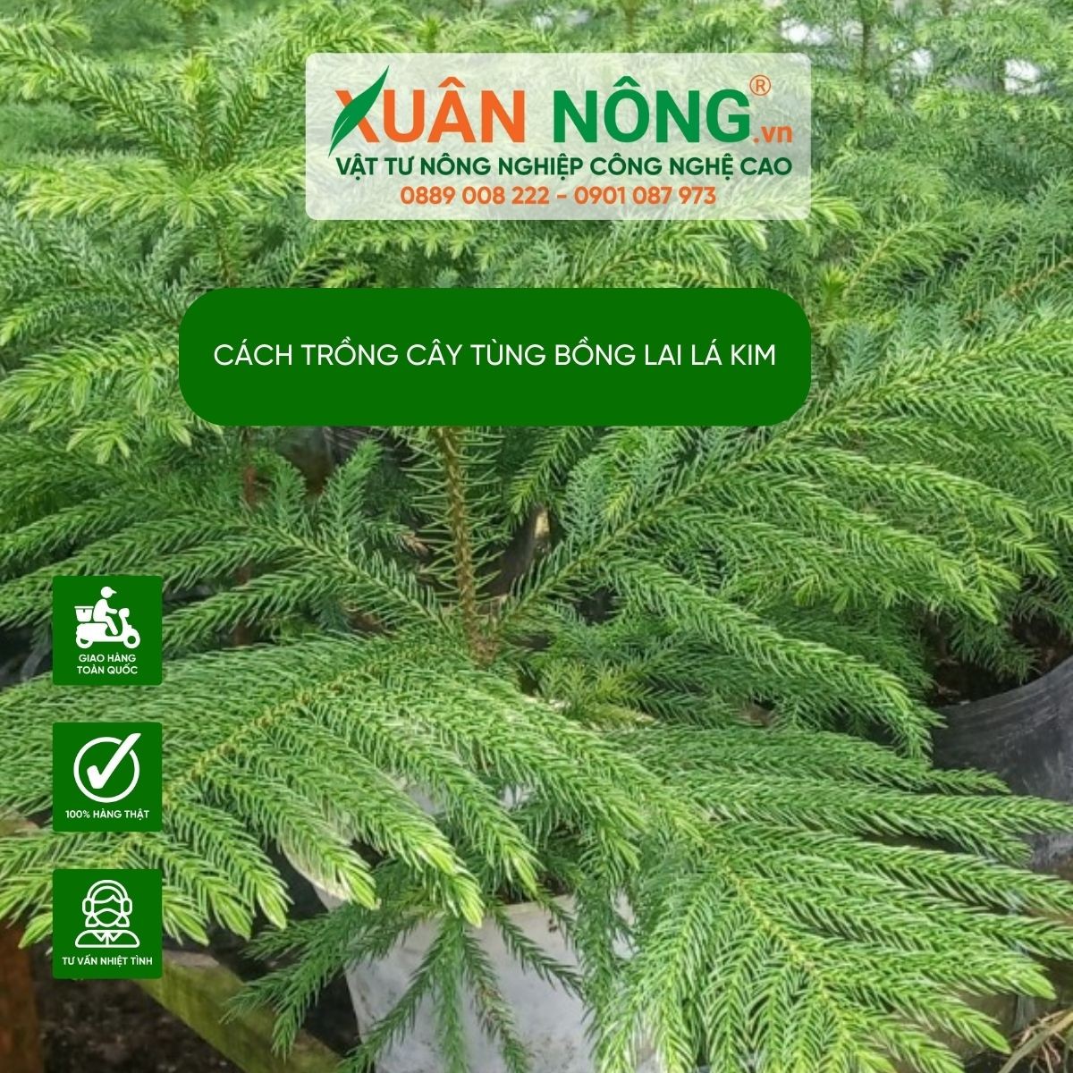 cách chăm sóc cây tùng lá kim tưới nước
