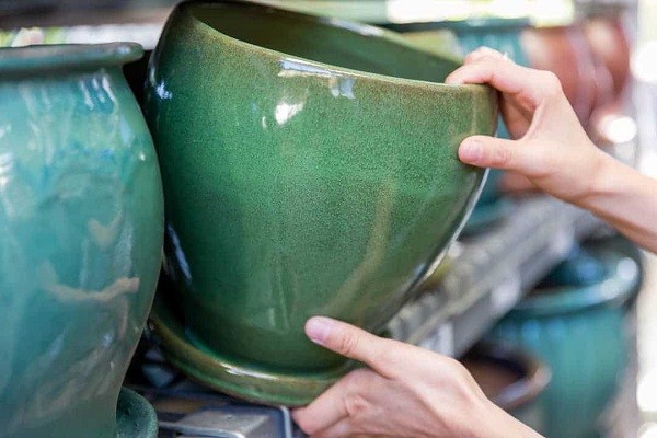 Chọn chậu phù hợp trồng cây chuối cảnh mini