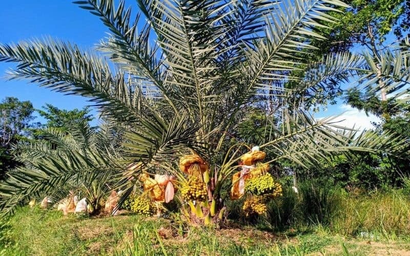 Cách chọn đất trồng cây theo cấu trúc và độ tơi xốp
