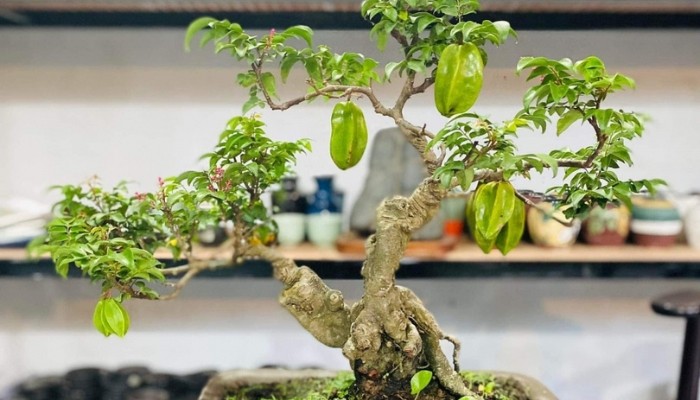 Cách chọn giống cây khế phù hợp để trồng trong chậu cảnh