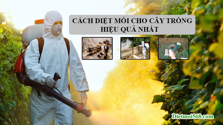 Hình ảnh minh họa cách diệt mối cho cây trồng hiệu quả