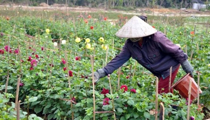 Bón phân NPK cho cây hoa thược dược để thúc đẩy ra hoa