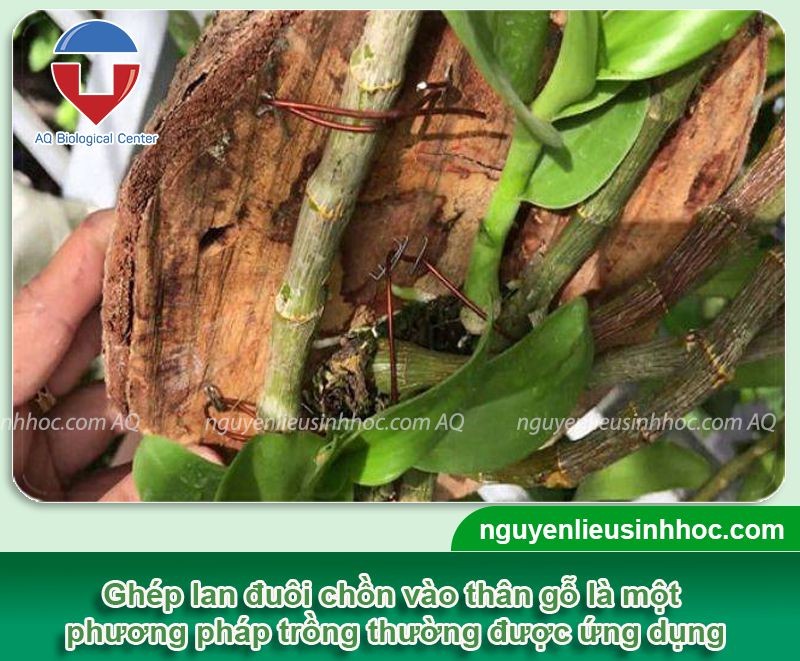 Kỹ thuật ghép lan đuôi chồn vào gỗ