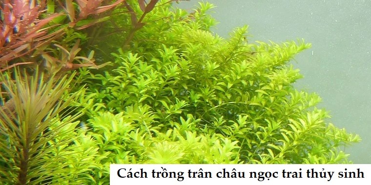 Rắc hạt giống hoặc cụm cây nhỏ trân châu Nhật đều lên bề mặt đất nền