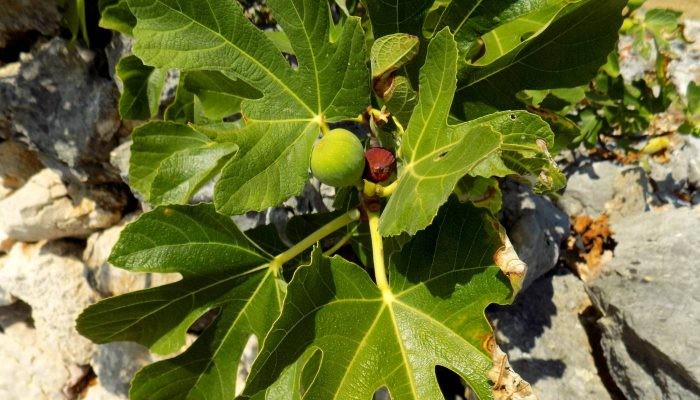 Biện pháp xiết nước và vặt lá kích thích sung Mỹ ra quả
