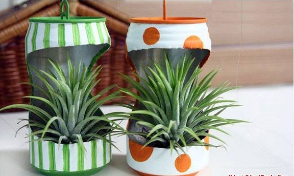 Những chiếc chậu làm từ vỏ lon đã hoàn thành, bên trong trồng các loại cây tiểu cảnh nhỏ, được đặt cạnh nhau