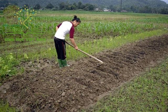Hình ảnh minh họa việc sử dụng phân bón vi sinh trong cách trồng rau tại vườn nhà