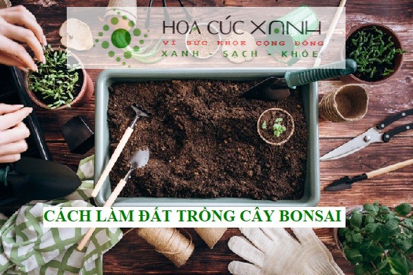 Hướng dẫn cách làm đất trồng cây bonsai chi tiết tại nhà