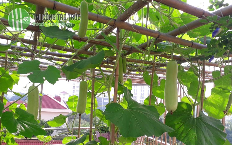 Cách làm giàn mướp bằng tre trên sân thượng