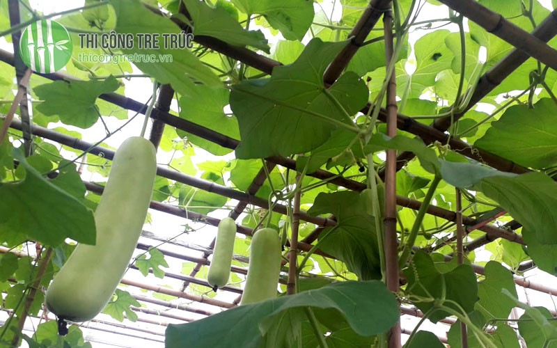 Cách làm giàn mướp bằng tre trên sân thượng