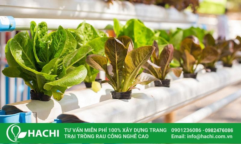 Hoàn thiện giàn trồng rau thủy canh tự làm bằng ống nhựa tại nhà