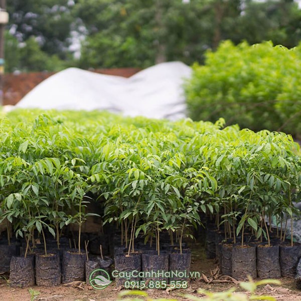 Các phương pháp nhân giống cây mắc mật