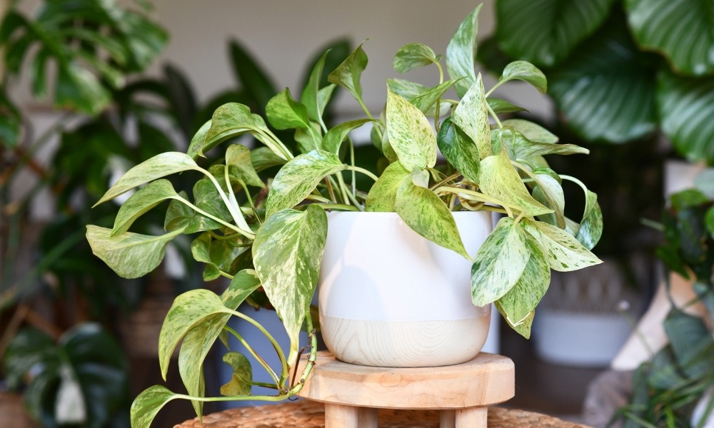 Cây trầu bà thân leo lá xanh tươi rủ xuống từ chậu treo