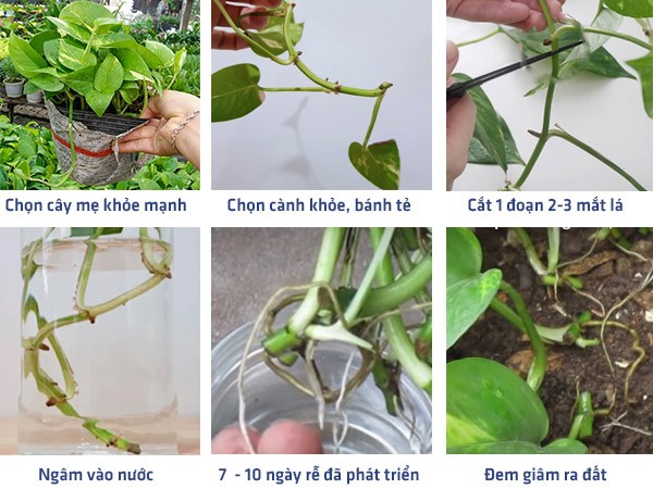Cách nhân giống cây trầu bà từ nhánh