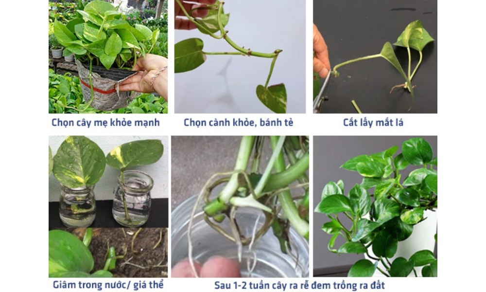 Cách nhân giống cây trầu bà từ mắt lá