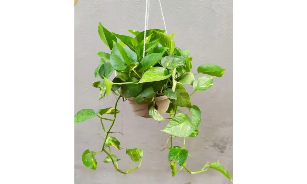 Đặt chậu treo ở nơi thoáng mát