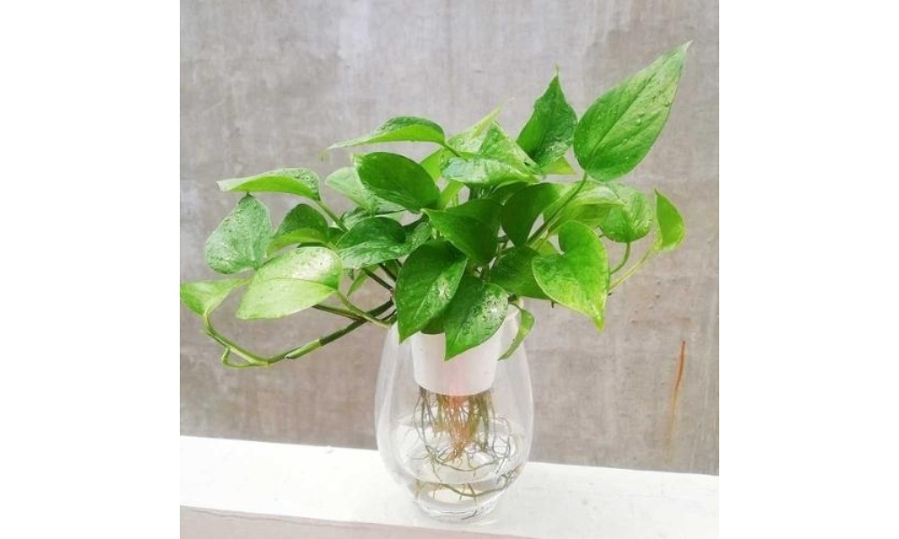 Cách trồng trầu bà trong nước rất đơn giản