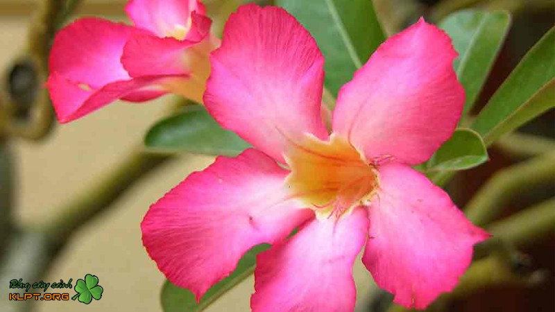 Kỹ thuật giâm cành để nhân giống hoa sứ đỏ