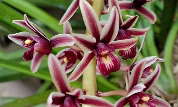 Cách Nhân Giống Kiếm Lô Hội