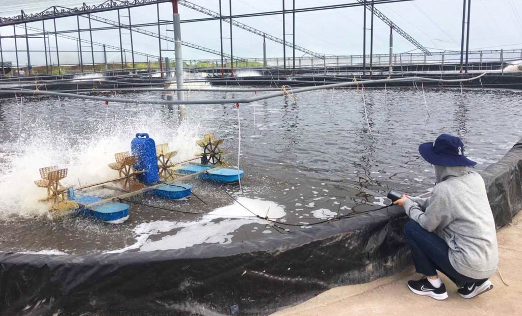 Thực hiện tạt thuốc tím vào ao nuôi tôm cá