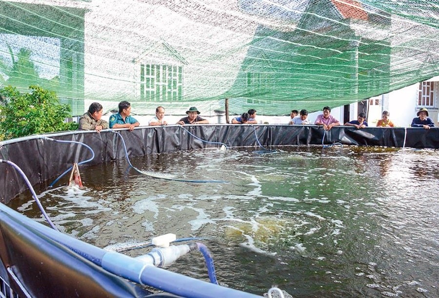 Đàn cá khỏe mạnh trong môi trường nước ao nuôi đã được xử lý bằng thuốc tím