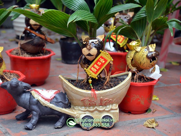 Hướng dẫn tạo dáng cho cây dừa bonsai theo ý muốn