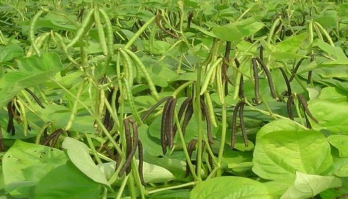 Quy trình thu hoạch và bảo quản đậu đỏ