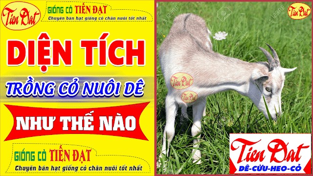 Biểu đồ minh họa cách tính diện tích đất trồng cỏ cho dê