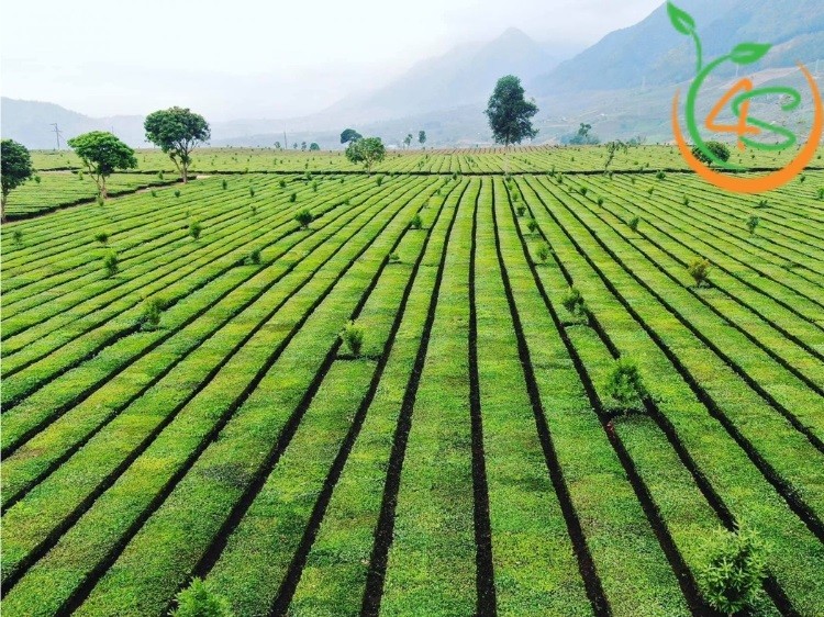 Sơ đồ minh họa cách tính số cây trồng trên diện tích theo phương pháp hàng kép
