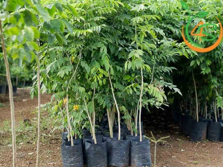 Sơ đồ các yếu tố ảnh hưởng đến mật độ cây trồng và cách tính số cây trồng trên diện tích