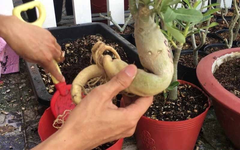 Thành phần hỗn hợp đất trồng hoa sứ