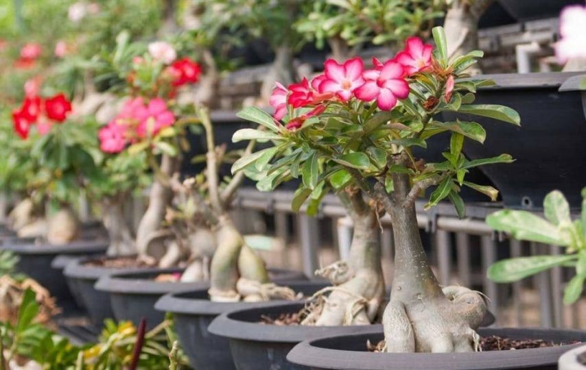 Tỷ lệ trộn đất trồng hoa sứ