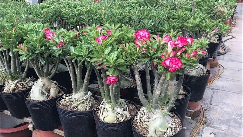 Chăm sóc cây hoa sứ đúng kỹ thuật