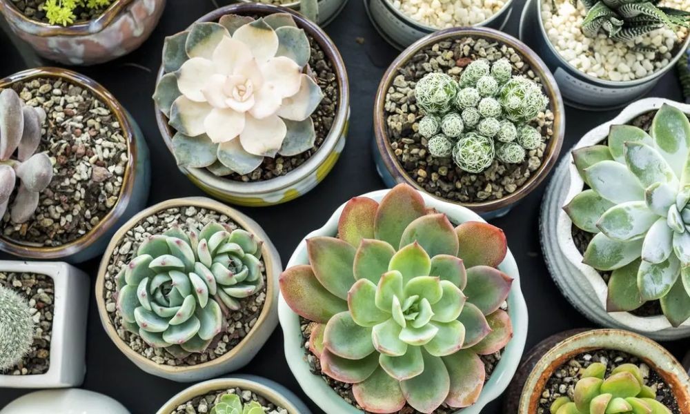 Các loại giá thể phổ biến để trồng cây sen đá