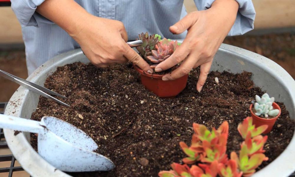 Thành phần chính cần có trong giá thể trồng cây sen đá