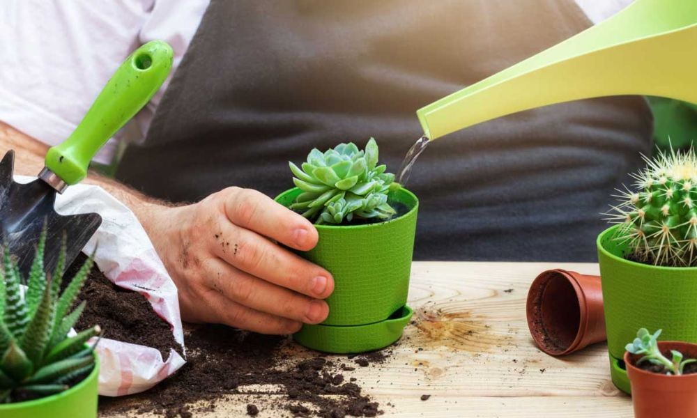 Những lưu ý quan trọng khi thực hiện cách trồng cây sen đá