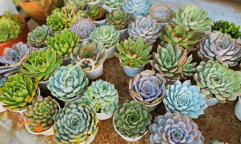 Giải đáp câu hỏi thường gặp về giá thể và cách trồng cây sen đá