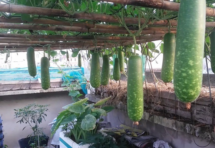Thu hoạch bầu dần trong 2 tháng