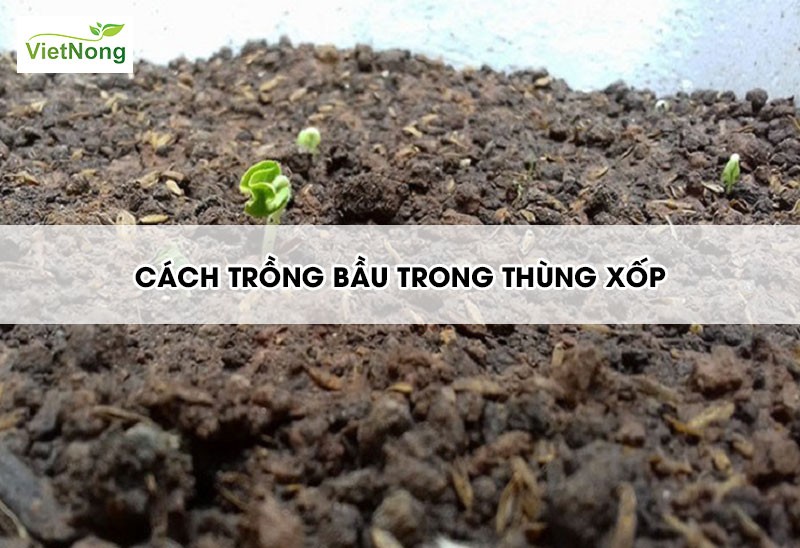 Gieo hạt bầu nảy thành cây con