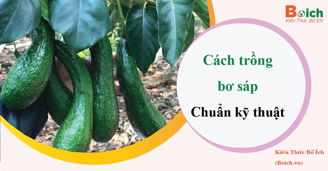 Hình ảnh minh họa trái bơ sáp chín mọng, thích hợp trồng ở miền Nam