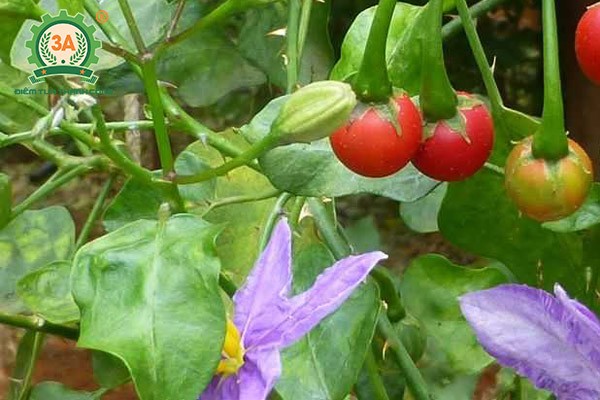 Đặc điểm nhận biết cây cà gai leo trưởng thành
