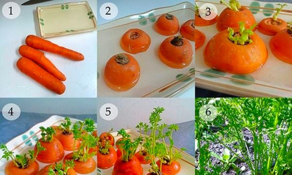 Cách trồng cà rốt đơn giản bằng cách sử dụng đầu củ đã mọc rễ