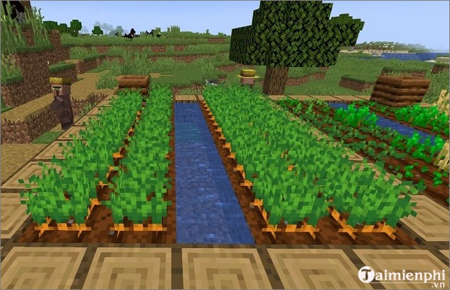 Trang trại trồng cà rốt trong làng của Minecraft
