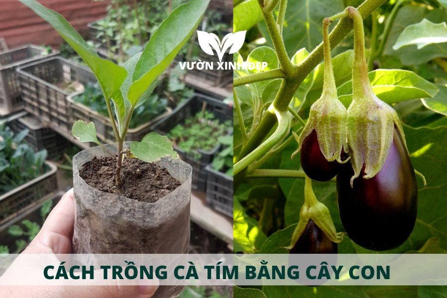 trồng cây con cà tím vào chậu