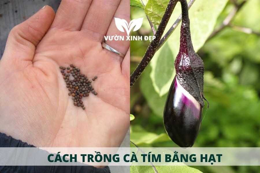 gieo hạt giống cà tím để trồng