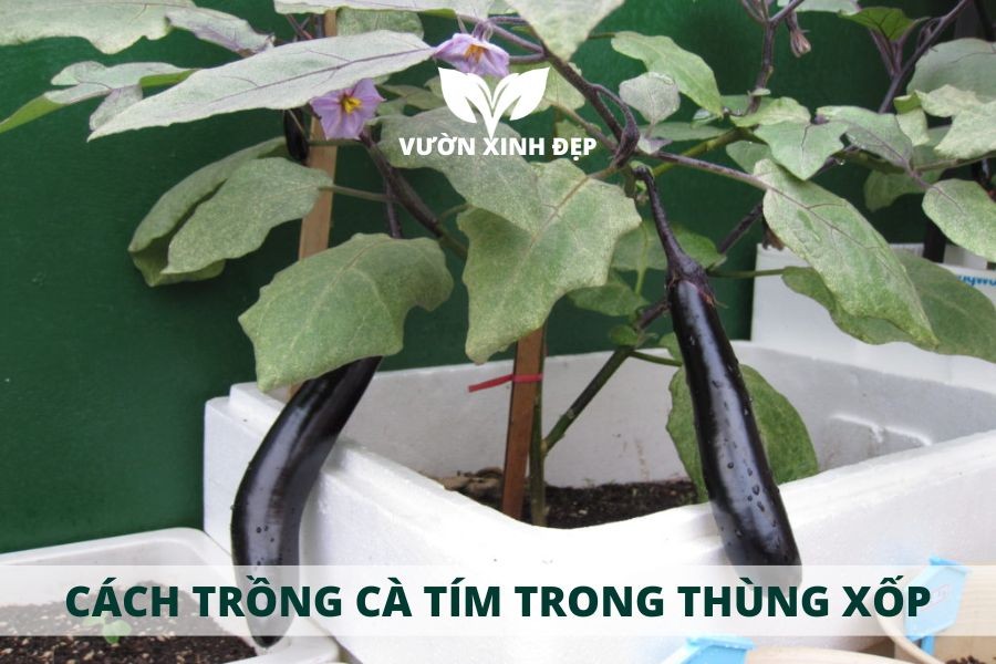 kỹ thuật trồng cà tím trong thùng xốp